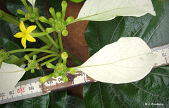 Morinda asteroscepa, flower & underside of leaves