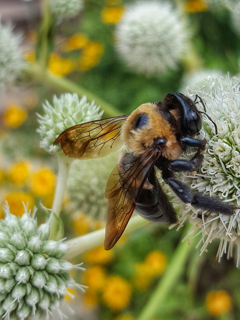 Honey bees and other pollinators are crucial to healthy ecosystems--how many species can you document at Westmoreland's gardens?