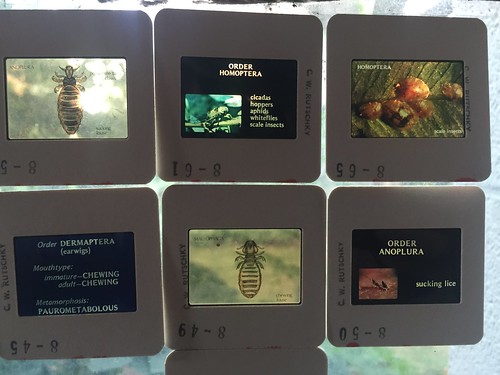 35mm slides against a window. the slides show insects and text about insect classification