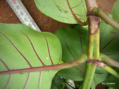 Morinda asteroscepa, underside of leaf