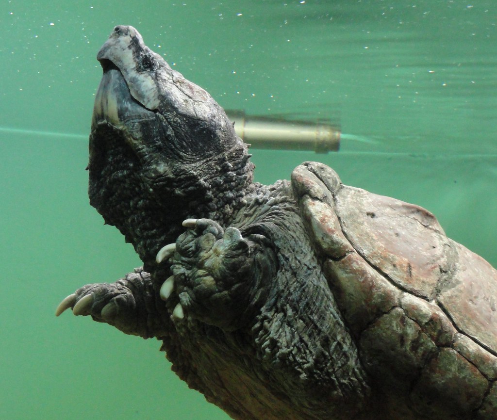 Alligator snapping turtle кто это