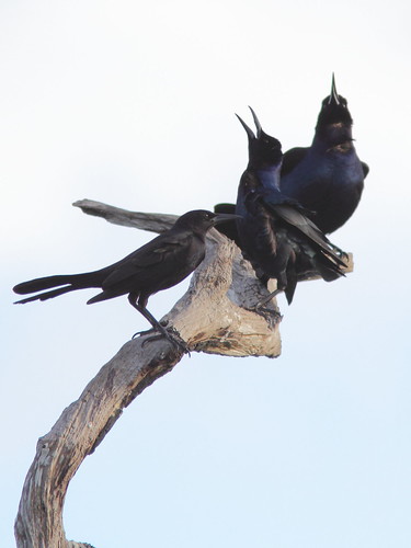 Boat-tailed Grackles 20121226
