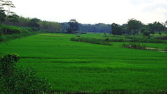 my village still green ^_^