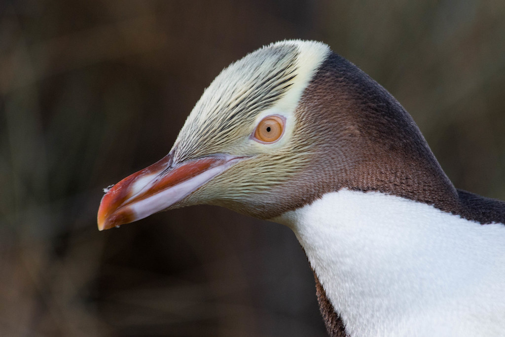 Image result for yellow eyed penguin