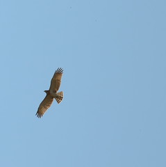Hawk at Oiniadai