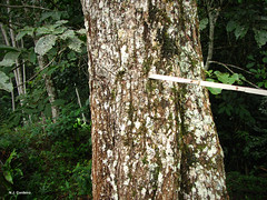 Syncepalum cerasiferum, tree bark