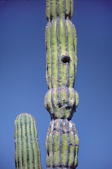 Suguaro cactus on road to Magdalena Bay in Baja-02 2-1-86
