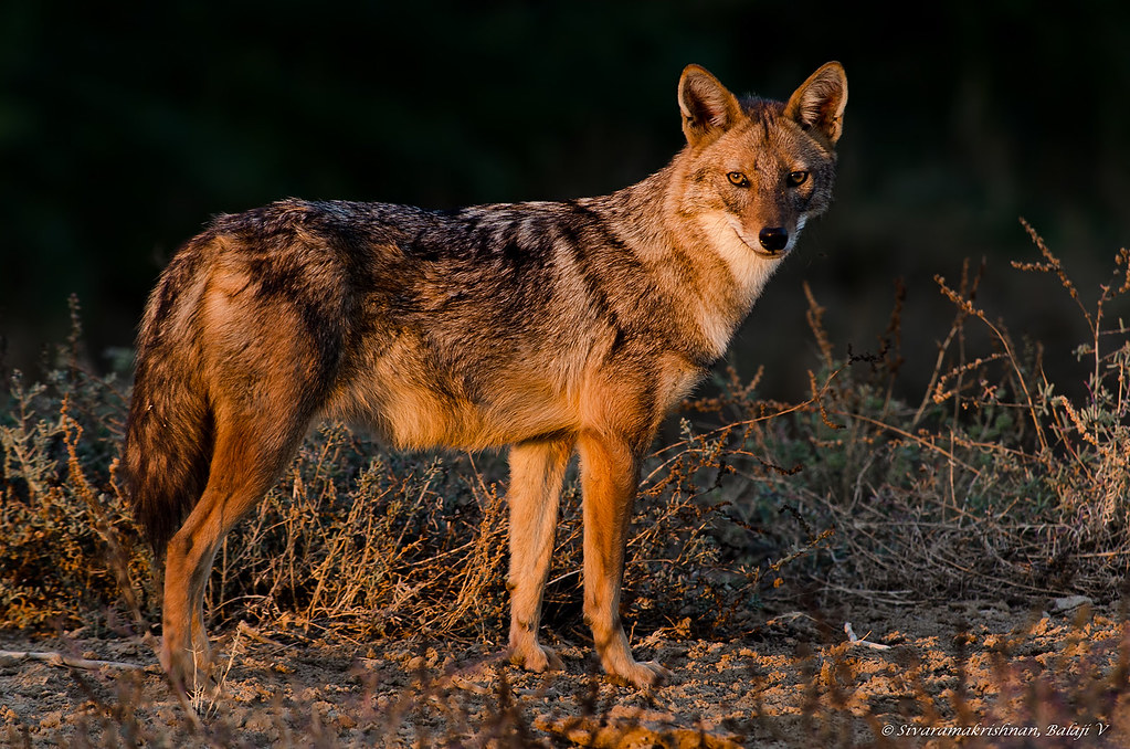 Indian Jackal (Canis aureus indicus) | Location: Greater Ran… | Flickr