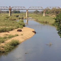 Hippos in the Sable River at Skukuza