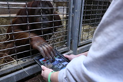 Smithsonian's National Zoo Orangutans Turn High-Tech with Apps for Apes
