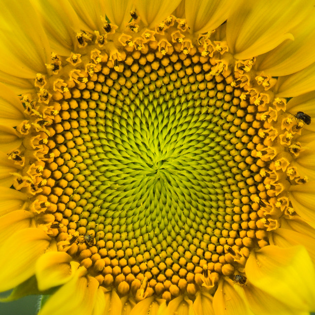 Flower, Sunflower, Seeds, Yellow, Green, Macro