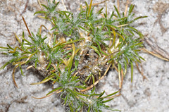 Asparagaceae - Laxmannia squarrosa