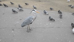 Regents park heron