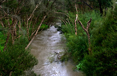 Dandenong Creek