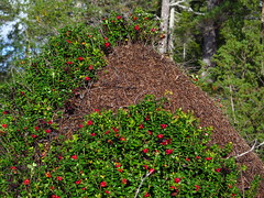 Ant hill w/ lingonberries (or vv)