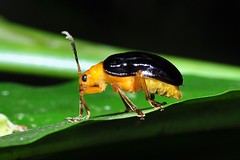Galerucinae Leaf beetle