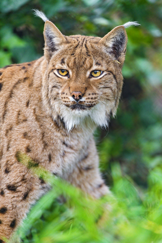 Male Lynx Cat Names