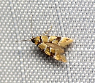 bug of the day | A tiny moth (only .5cm long), a reticulated… | Flickr