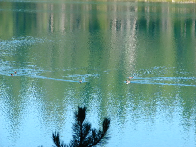Ducks on Lake Lucile