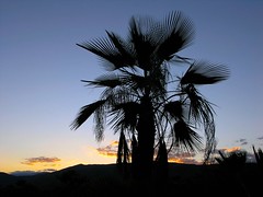 Atardecer en Llano de Avispas - Palm at sunset in Llano de Avispas; al norte de Santa María Taltaltepec, Distrito de Nochixtlán, Región Mixteca, Oaxaca, Mexico