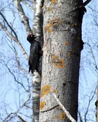 Spillkråka / Black Woodpecker