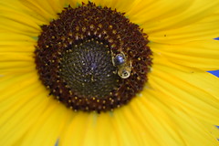 Sunflower & bee