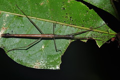 Stick insect, Sulawesi