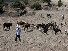 Herding the animals - Arreando los animales; cerca de San Juan Diuxi, Región Mixteca, Oaxaca, Mexico