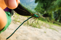 How to Catch a Dragonfly, Ba Bể National Park