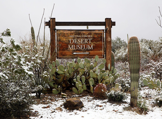 Tucson Snowstorm in Saguaro National Park