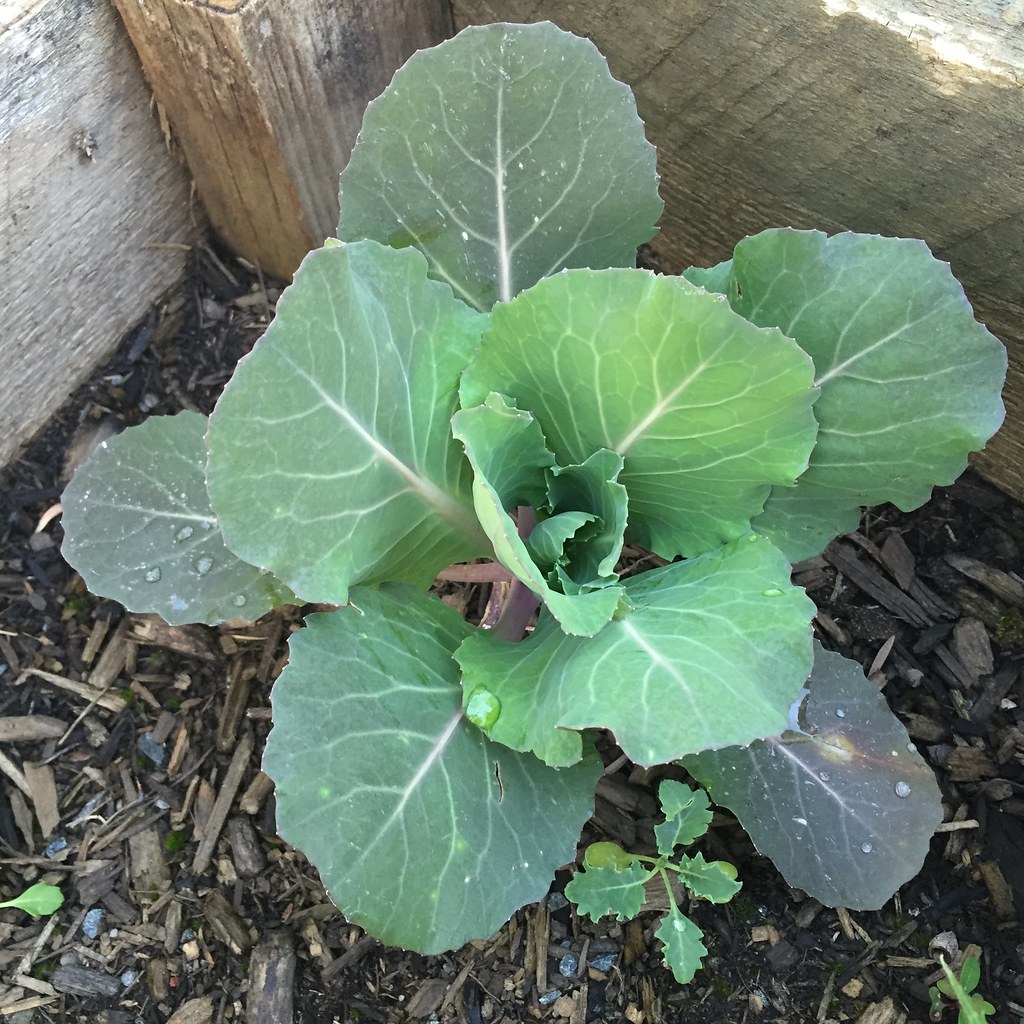 brassica of some description, popping up in a corner of the rocket planter box