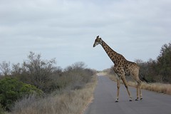 Giraffe wants to make sure we leave