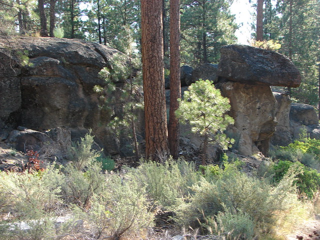 Rocks along the Loop Trail in Shevlin park