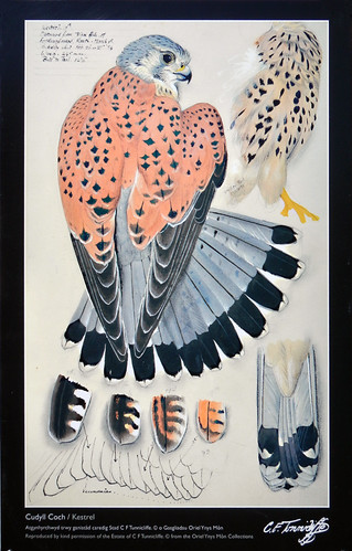 The North Stacks in Anglesey, Wales has an old brick factory that has been converted into an outdoor art gallery containing scenes of life in the area which includes this bird painting of a Kestrel
