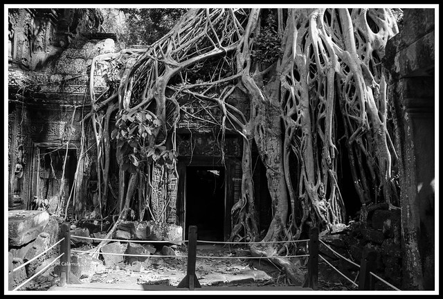 Ta Prohm Temple - overgrown