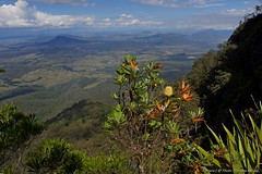 View with banksia from mount Cordeaux to lake Moogerah