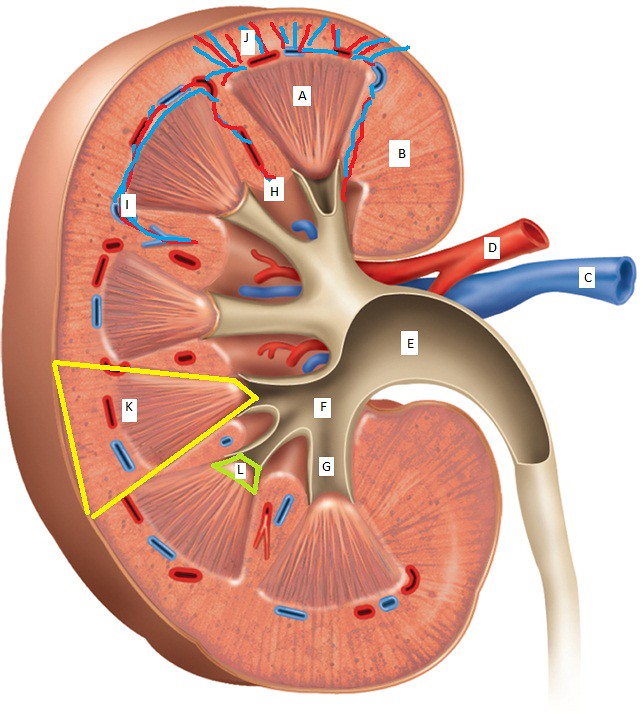 Kidney Unlabeled Diagram | jkoch526 | Flickr