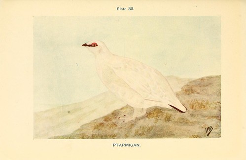 Biological illustration of a ptarmigan standing on a rocky area.