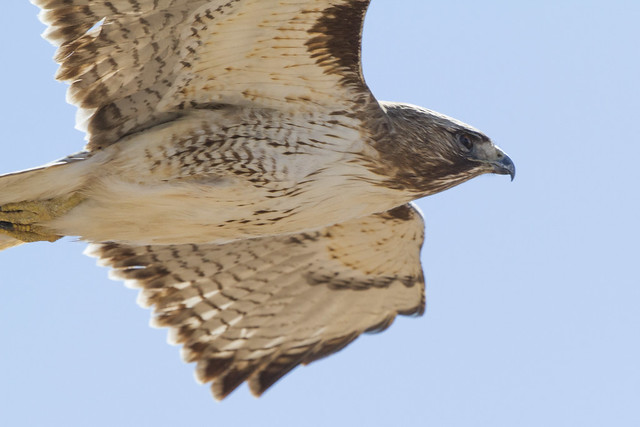 Red-tailed hawk - 4509