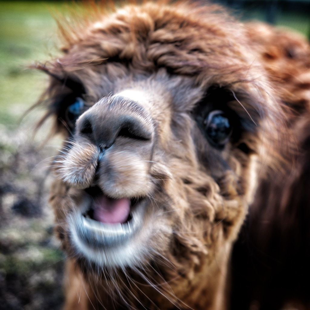 Happy Young Alpaca  Blurred, but this little chap was so 