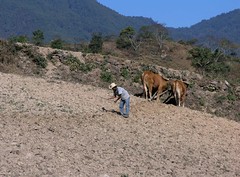 Rompiendo terrones - Breaking dirt clods; cerca de Zoogocho, Región Sierra Juárez, Oaxaca, Mexico