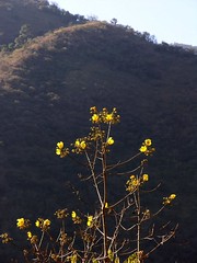 Flores amarillas  - Yellow flowers; entre San Juan Tabaá y Villa Alta, Districto Villa Alta, Oaxaca, Mexico