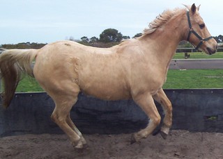 Outback Equines Australia Teaches many things with Horses