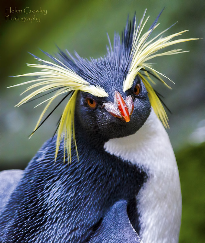 Bad hair day penguin