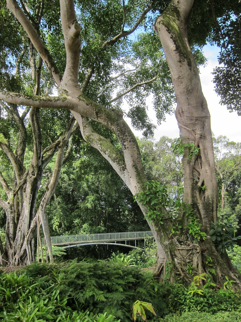 03 03 13 Wahiawa Botanical Garden Wahiawa Botanical Garden Flickr