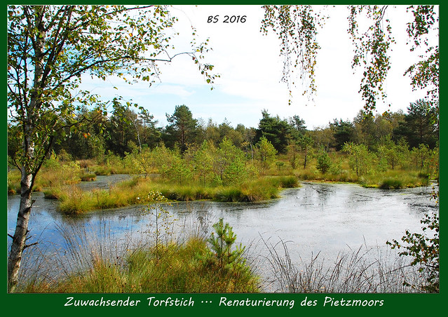 Lüneburger Heide - Hochmoor Pietzmoor - Osterheide - September 2016 - Fotos und Collagen: Brigitte Stolle
