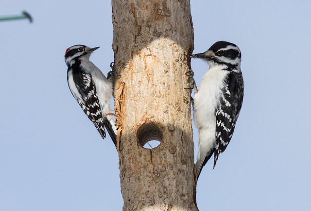 Downy and Hairy Woodpeckers