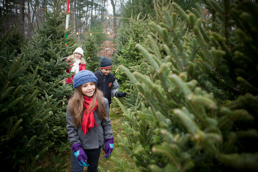 Christmas Tree Farm, Deerfield | Nearly all Massachusetts Ch… | Flickr