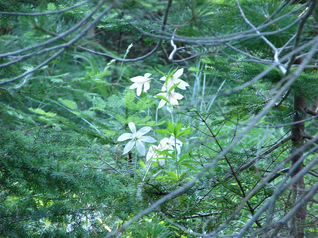 Cascade lilies