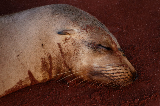 Galápagos sea lion (Zalophus wollebaeki)
